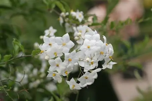 Ложный жасмин, лиана с маленькими, но красивыми цветками