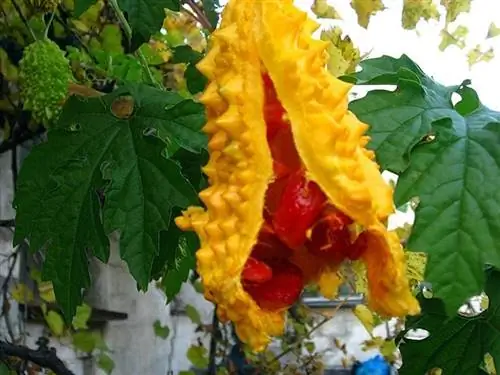 горькие плоды дыни