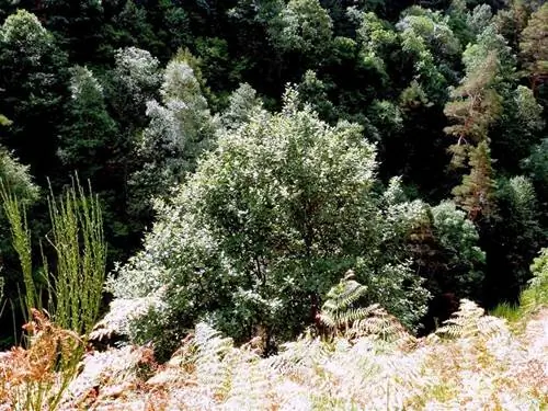 Бигхорн (ария Sorbus)