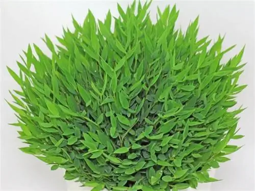 Карликовый бамбук (Pogonatherum paniceum)