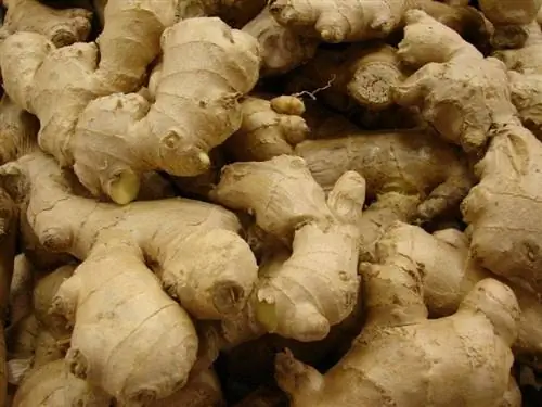 Корни Zingiber officinale, растения имбиря