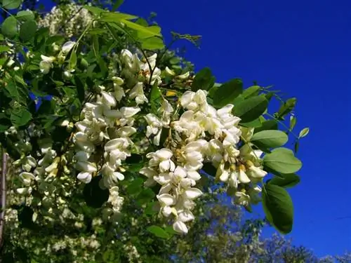ложная акация