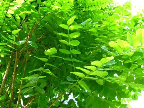 Робиния псевдоакация 'Umbraculifera'