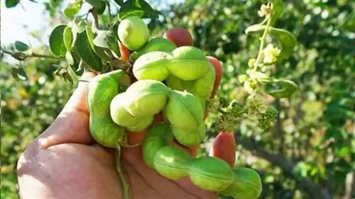 Гуамучилес или чиминанго (Pithecellobium dulce)