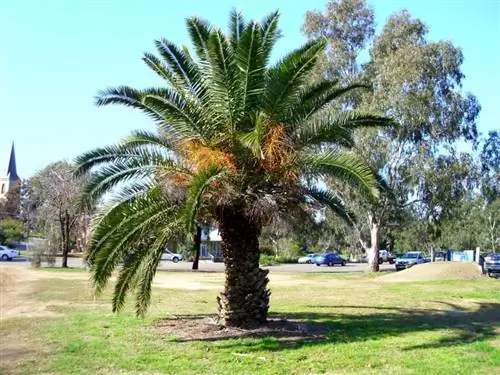 Образец Phoenix canariensis
