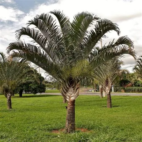 Взрослая пальма вида Dypsis decaryi