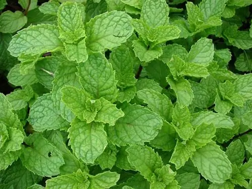 Происхождение Mentha Spicata