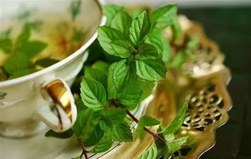 Использование Mentha Spicata