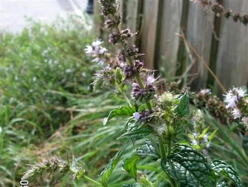 Mentha Spicata или обычно называемая перечной мятой или перечной мятой
