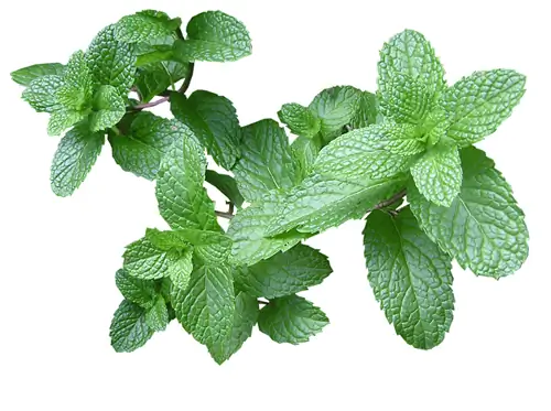 борьба с вредителями Mentha Spicata
