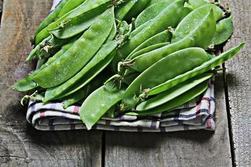 что такое снежный горох