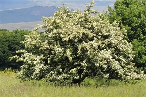 боярышник имеет лиственные листья