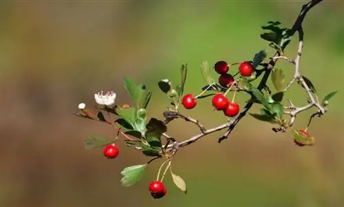 Ягоды боярышника имеют только одно семя.