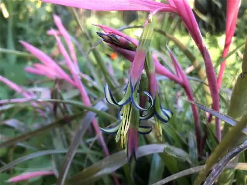 смелые цвета Billbergia Mutans