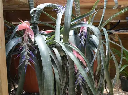 крупное растение Billbergia Zebrina