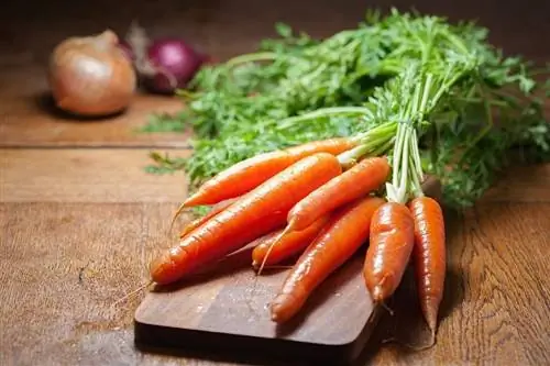 выращивать морковь в горшке