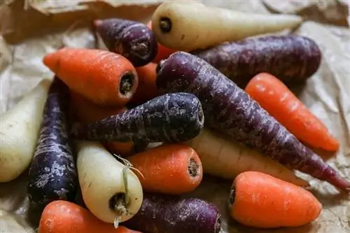 Вредители и болезни, поражающие морковь