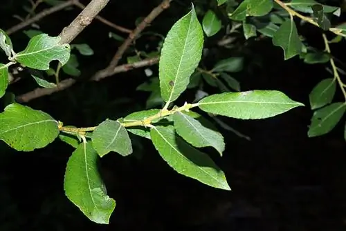 Листья Salix atrocinerea простые и длинные.