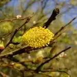 Вид на мужские цветки Salix atrocinerea
