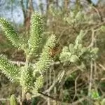 Вид на женские цветки Salix atrocinerea