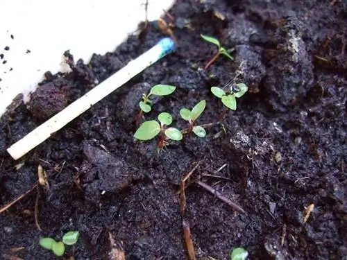 Семена Salix atrocinerea прорастают без труда.