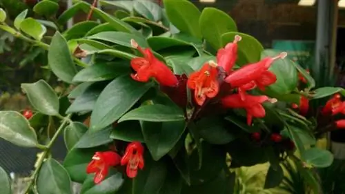 Растение Aeschynanthus radicans в цвету