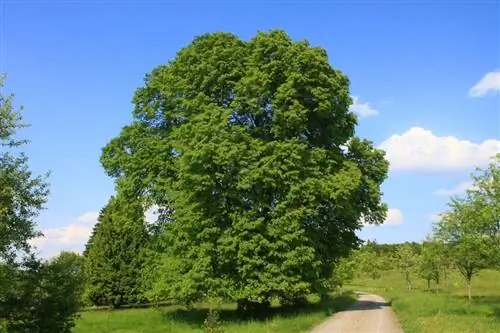 Липа широколистная Липа широколистная