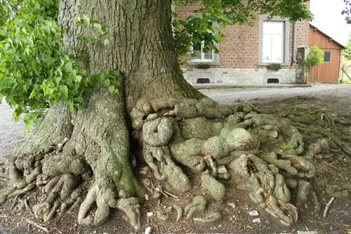 Ствол Tilia platyphyllos Ствол Tilia platyphyllos