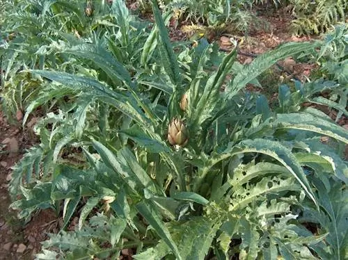 Вид на артишок или Cynara scolymus