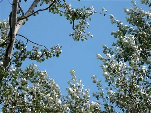 Populus alba, научное название тополя белого.