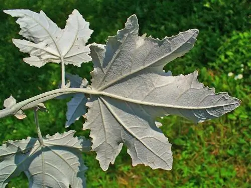 Тополь белый (Populus alba): характеристики и советы по выращиванию
