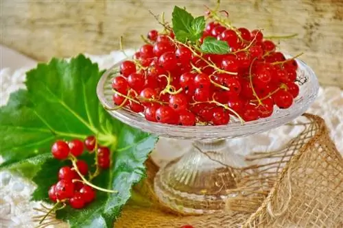 Вид на вкусную красную смородину
