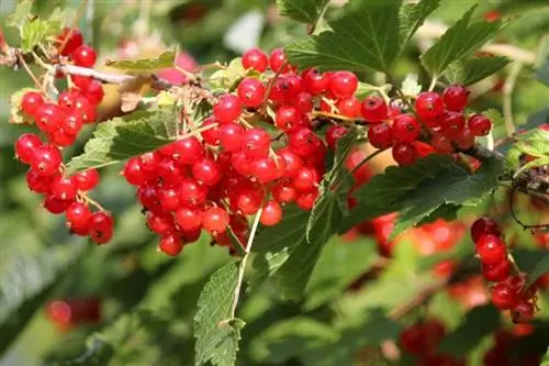 Ribes rubrum - научное название смородины.
