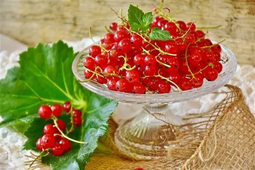Смородина: характеристики, выращивание и использование