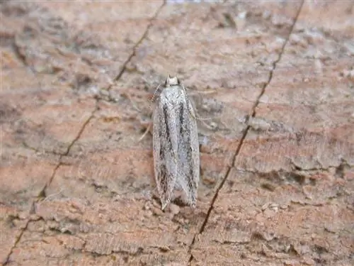 большое изображение Anarsia lineatella