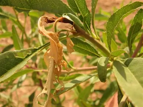 большое изображение Anarsia lineatella