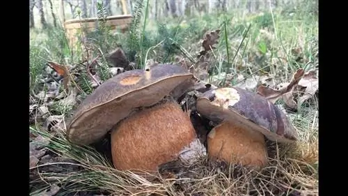 Где ловить подберезовик