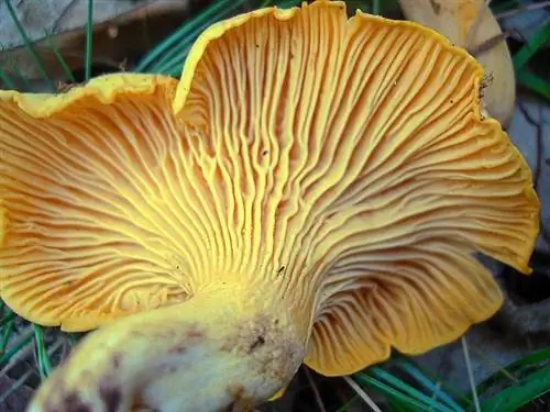 Характеристики Cantharellus cibarius