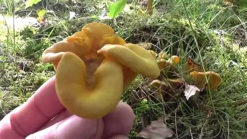 Путаницы Cantharellus cibarius