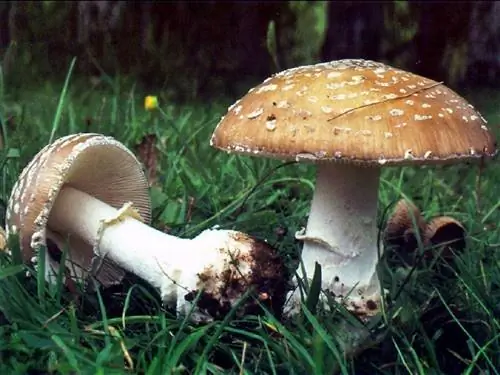 пантериновый мухомор