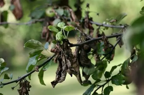 Бактериальный ожог (Erwinia amylovora)