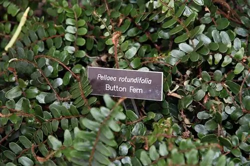 Pellaea rotundifolia - корневищное растение.