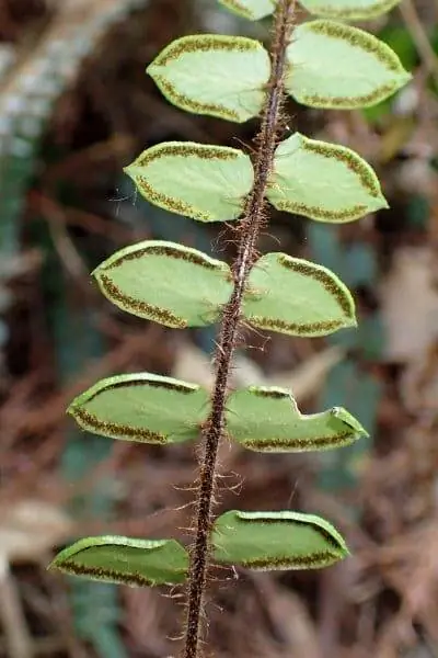 Pellaea rotundifolia - небольшой папоротник.