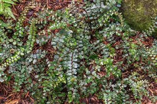 Pellaea rotundifolia: уход за пуговчатым папоротником