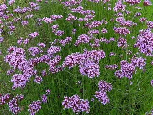 Verbena bonariensis - многолетнее растение.