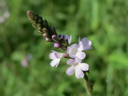 Verbena officinalis - это растение, которое цветет весной.