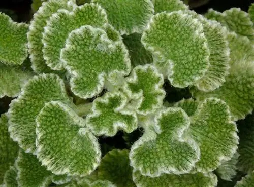 Marrubium supinum также известен как манрубио или шандра. Marrubium supinum также известен как манрубио или шандра.