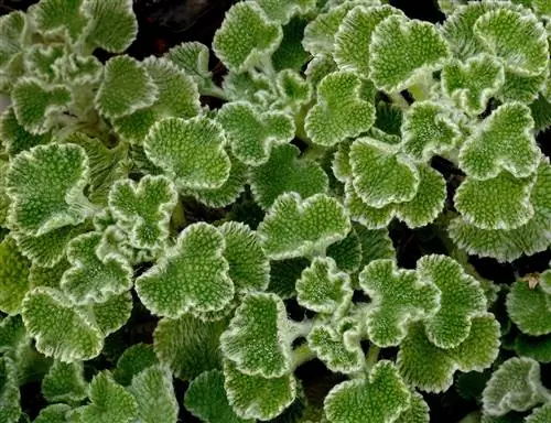 Marrubium supinum был описан Карлосом Линнеем. Marrubium supinum был описан Карлосом Линнеем.