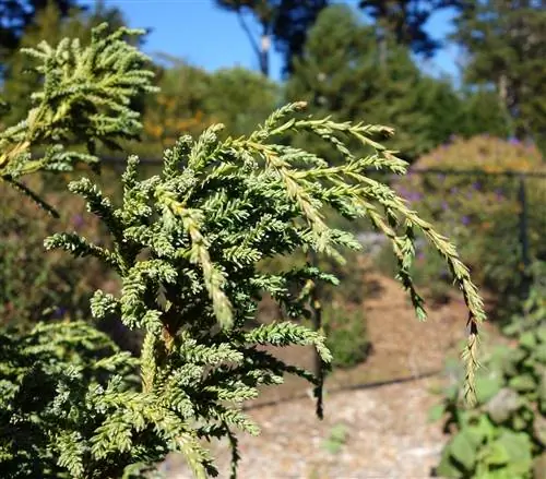 Fitzroya cupressoides - большое дерево.