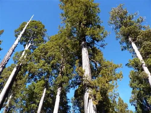 Лиственница патагонская (Fitzroya cupressoides)